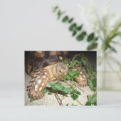 ペットサルカタ食べガメのビンドウィードと桑 ポストカード (スタンド正面)