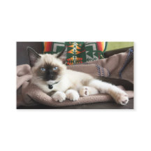 ペットサービスグラマラスな子猫の写真テンプレート