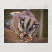 ペットシュガー食べ物グライダー虫 ポストカード (正面)