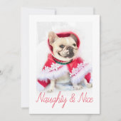 ペットスター | やんちゃ＆キュート オーダーメイドペット犬写真 シーズンカード (正面)