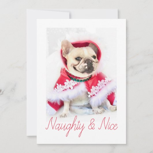 ペットスター | やんちゃ＆キュート オーダーメイドペット犬写真 シーズンカード (正面)