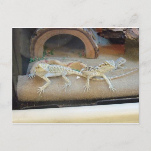 ペットストアトカゲ ポストカード (正面)