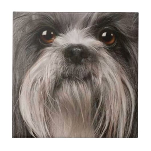 ペットタイル2 タイル (正面)