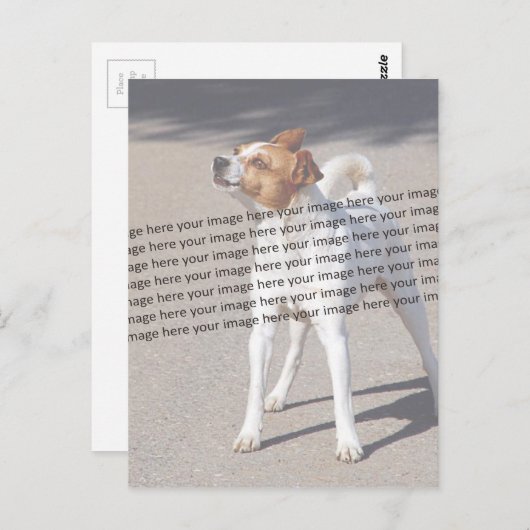 ペットフォト ✨ かわいい オーダーメイド ポストカード (正面/裏面)