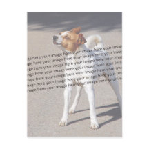 ペットフォト ✨ かわいい オーダーメイド