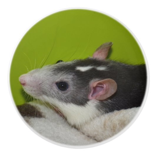 ペットラットドレッサーノブ セラミックノブ (正面)