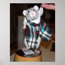 ペットラットルビーポスター – Kilt