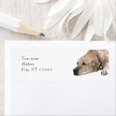 ペットローデシアン・リッジバックドッグ写真 ラベル (インサイチュ)