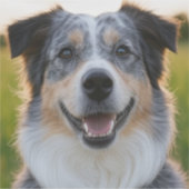 ペット写真のカスタマイズ追加 シール (正面)