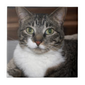 ペット写真を見ているタビー猫 タイル (正面)