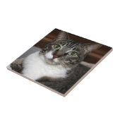 ペット写真を見ているタビー猫 タイル (側面)