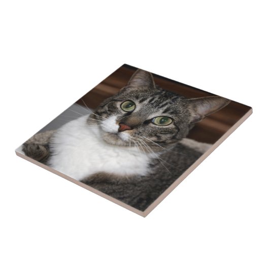 ペット写真を見ているタビー猫 タイル (側面)