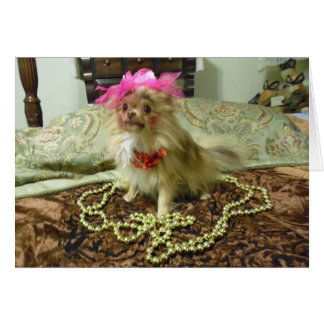 ペット写真撮影-シリーズの第3