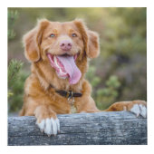 ペット形容姿の子犬の写真 フォトキューブ (正面)