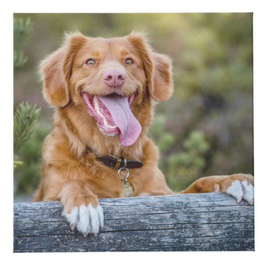 ペット形容姿の子犬の写真 フォトキューブ (正面)