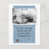 ペット悔やみや弔慰獣医用キャットポストカード ポストカード (正面)