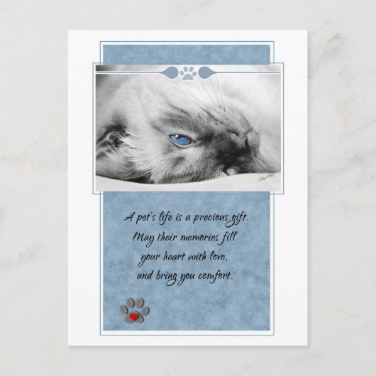 ペット悔やみや弔慰獣医用キャットポストカード ポストカード (正面)