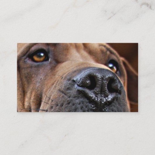 ペット所有者のための緊急ペット警報カード コーリングカード (正面)