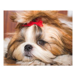 ペット犬の子犬のカスタム写真 フォトプリント