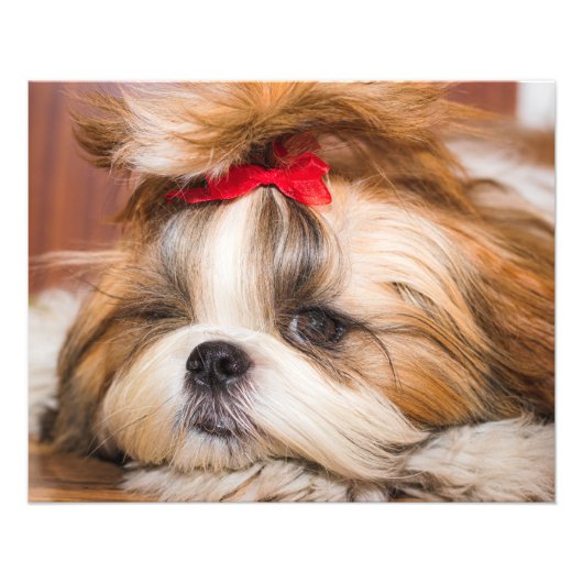 ペット犬の子犬のカスタム写真 フォトプリント            (正面)