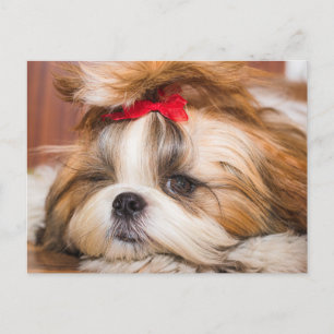 ペット犬の子犬のカスタム写真 ポストカード