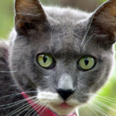 ペット用着座名刺 名刺