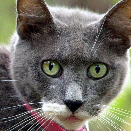 ペット用着座名刺 名刺