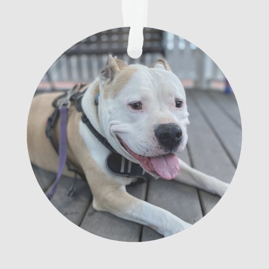 ペット記念悔やみや弔慰記念引用文写真 オーナメント (裏面)