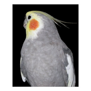 ペット鳥のCockatielの写真 ポスター