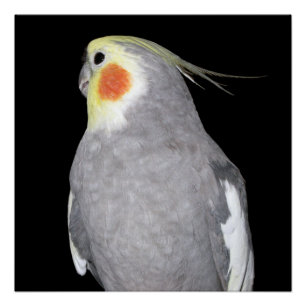 ペット鳥のCockatielの写真 ポスター