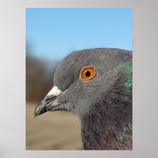 ペット・ピジョン ポスター (正面)