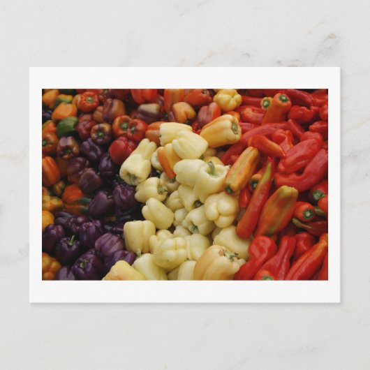 ペッパーファミリー ポストカード (正面)