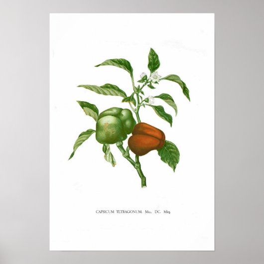 ペッパー ポスター (正面)