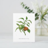 ペッパー ポストカード (スタンド正面)