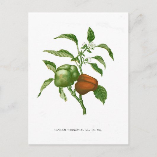 ペッパー ポストカード (正面)