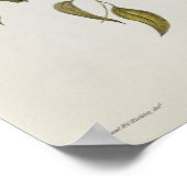 ペティリノプスウェンギ ポスター (角)