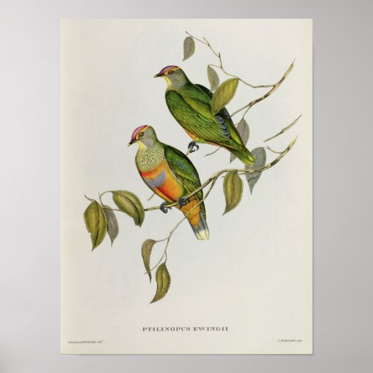 ペティリノプスウェンギ ポスター (正面)