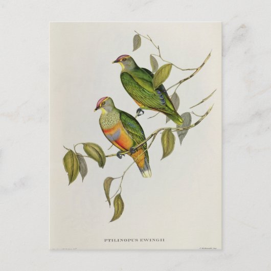 ペティリノプスウェンギ ポストカード (正面)