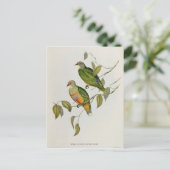 ペティリノプスウェンギ ポストカード (スタンド正面)