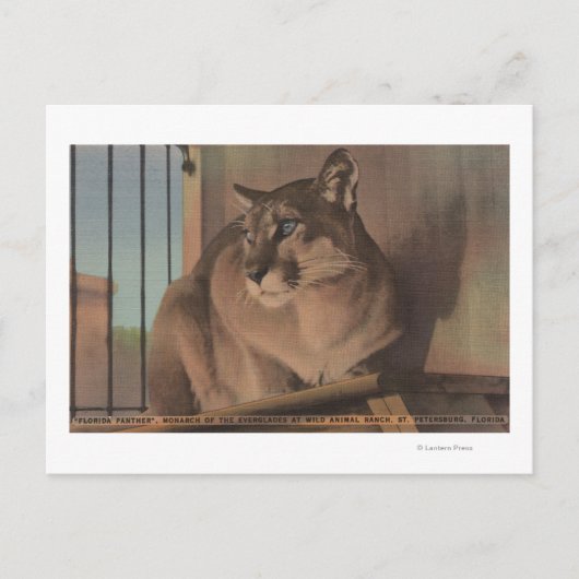 ペテルブルク,フロリダ – フロリダ写真 ポストカード (正面)