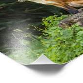 ペデスタル上の赤いキツネ フォトプリント            (角)