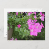 ペトかわいらしニア ポストカード (正面/裏面)