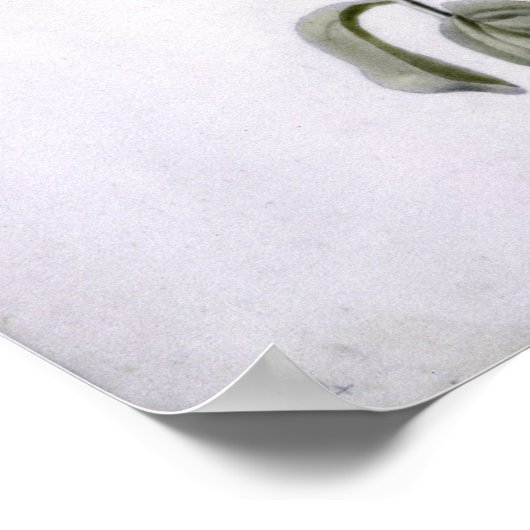 ペトゥニア ポスター (角)