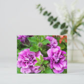 ペトゥンベリーナジュリア ポストカード (スタンド正面)