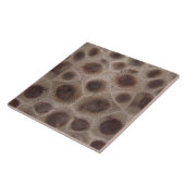 ペトスキー石 タイル (側面)