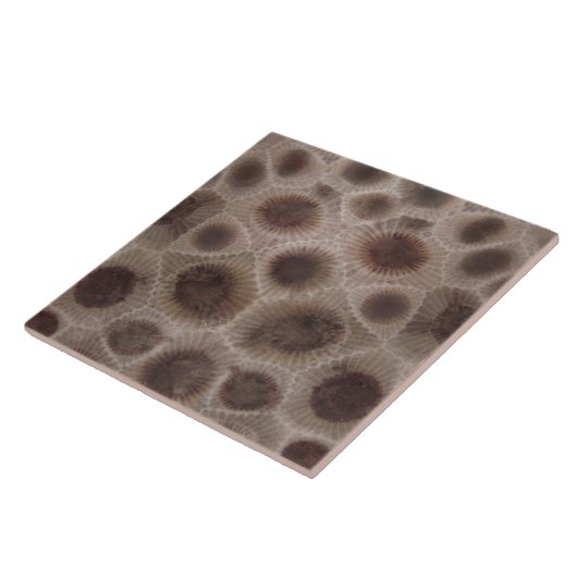 ペトスキー石 タイル (側面)