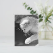 ペトラの火がついた ポストカード (スタンド正面)