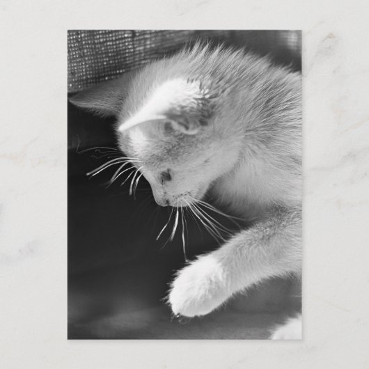 ペトラの火がついた ポストカード (正面)