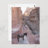 ペトラロバ葉書 ポストカード (正面/裏面)