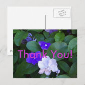 ペト数々のニアス ポストカード (正面/裏面)